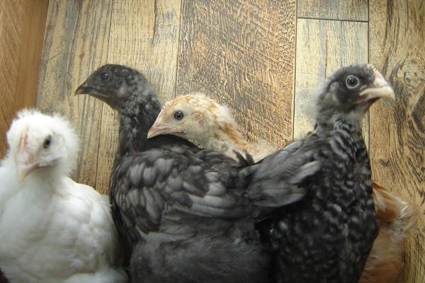 4 Pullet Chicks Week 4 - Barred Rock, Gold Comet, Steel Blue & Amber White